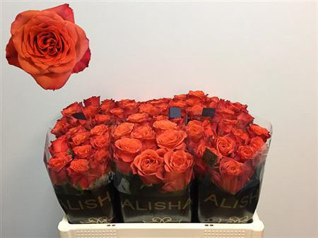 ROSE TABASCO KENIA 50